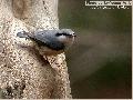 동고비 Eurasian Nuthatch